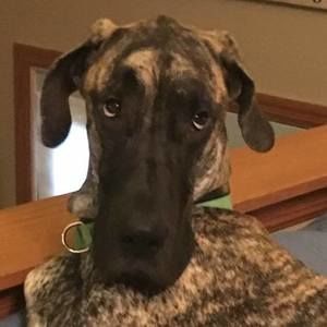 Meet your Posher, Jane